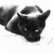 Illustration for article titled Shooting Challenge Pets Gallery 5